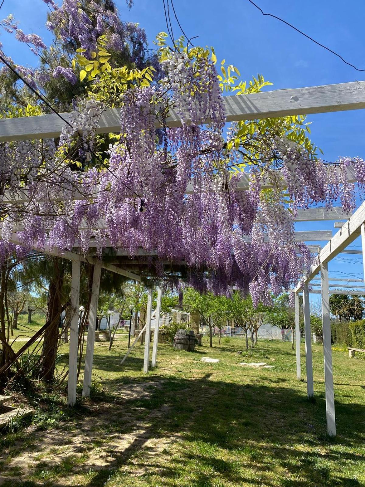 Agriturismo Tenuta La Monaca Aradeo Exteriér fotografie